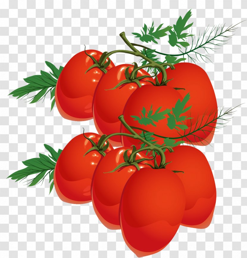Tomato Juice Plum Cherry Bush - Persimmon - Small Vector Transparent PNG