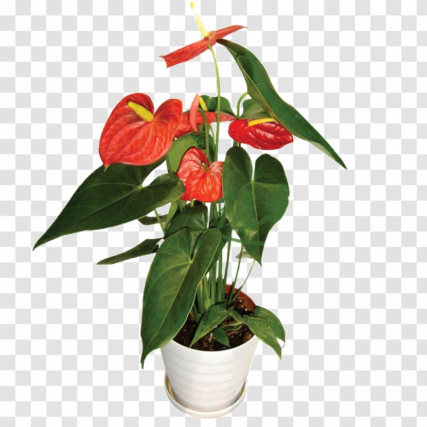 Flowerpot Image Ceramic Plants Penjing - Flower Pot Transparent PNG