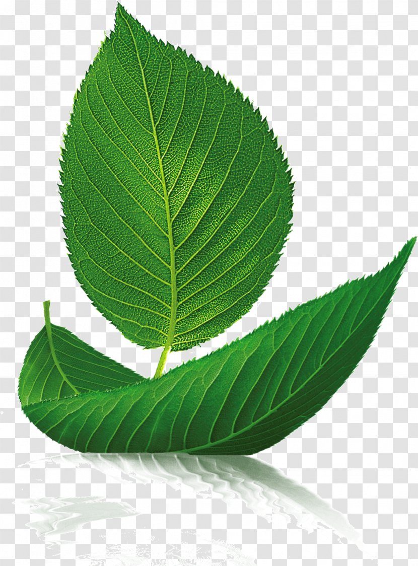 Leaf Boat Tree Euclidean Vector - Green Tea Transparent PNG
