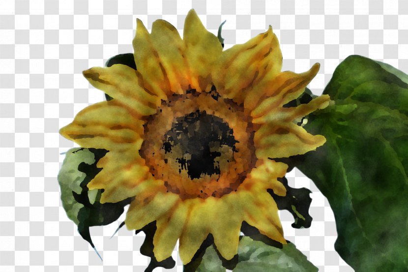 Sunflower - Pollen Leaf Transparent PNG