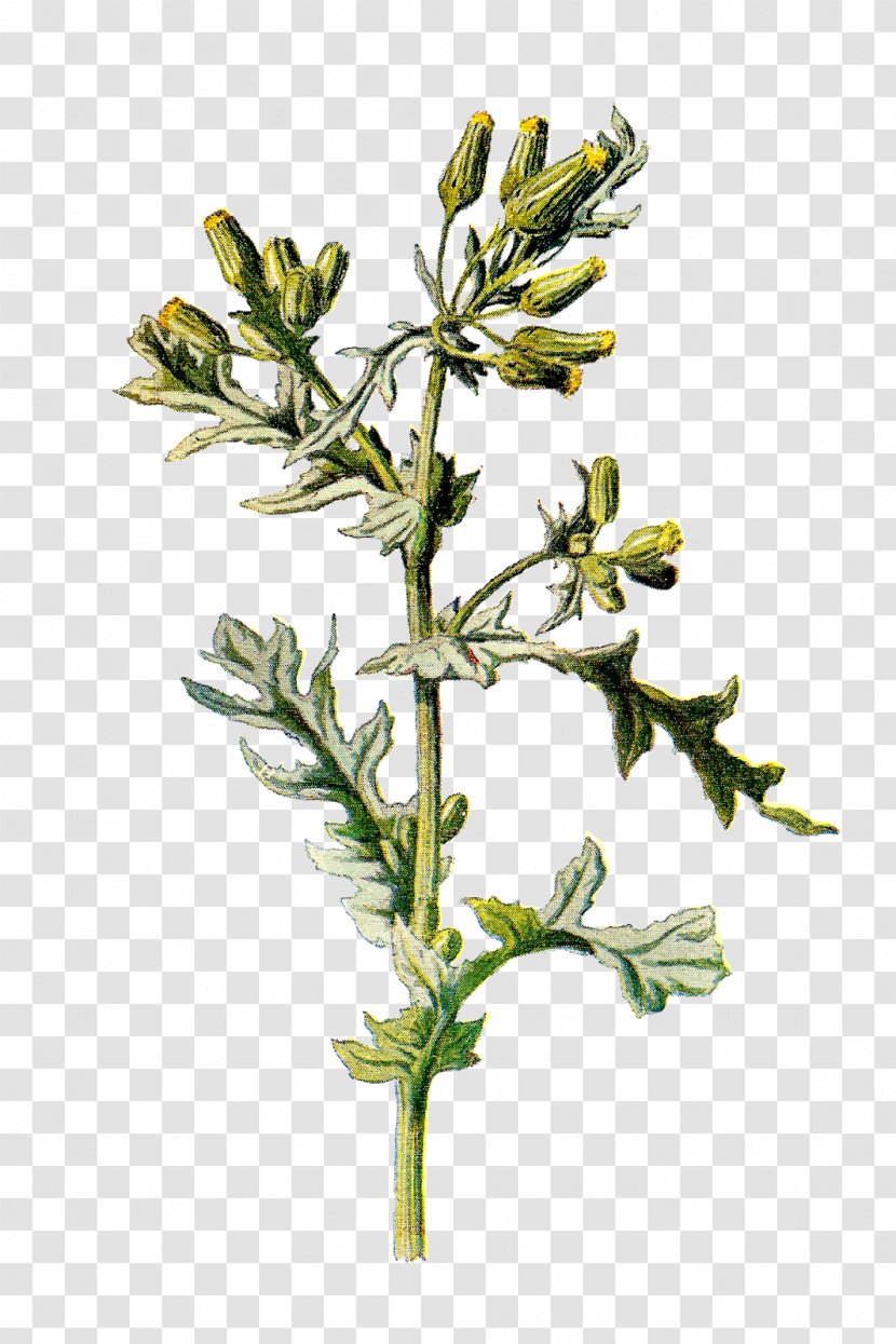 Plant Senecio Vulgaris Stinking Willie Galeopsis Tetrahit Flower - Tree - Wild Transparent PNG