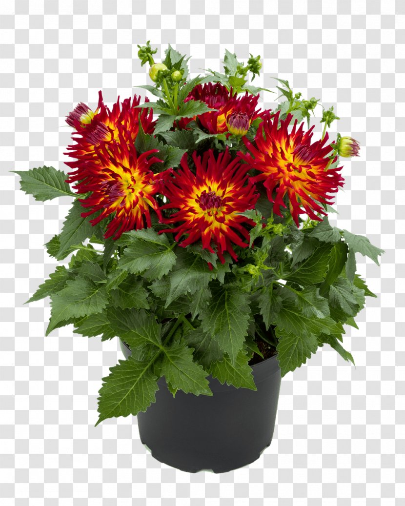 Chrysanthemum Dahlia Pinnata Tuber Flower Plant - Transvaal Daisy - Red Transparent PNG