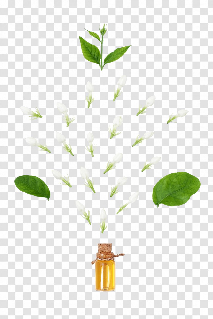 Essential Oil Tea Tree Lavender Narrow-leaved Paperbark - Plant Stem - Jasmine White Transparent PNG