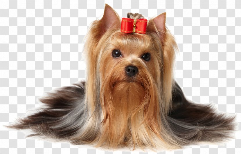 Yorkshire Terrier Puppy Scottish - Biewer - Pet Grooming Transparent PNG