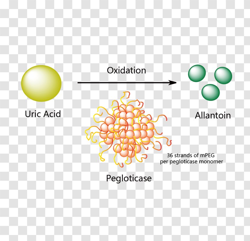 Pegloticase Urate Oxidase Rasburicase Allantoin European Medicines Agency - Cartoon Transparent PNG