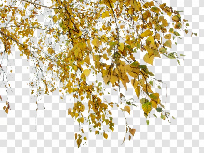 Leaf Clip Art - Tree - Autumn Transparent PNG