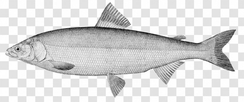 Omul Image Sardine Arctic Cisco Photograph - Salmoniformes - Fish Transparent PNG