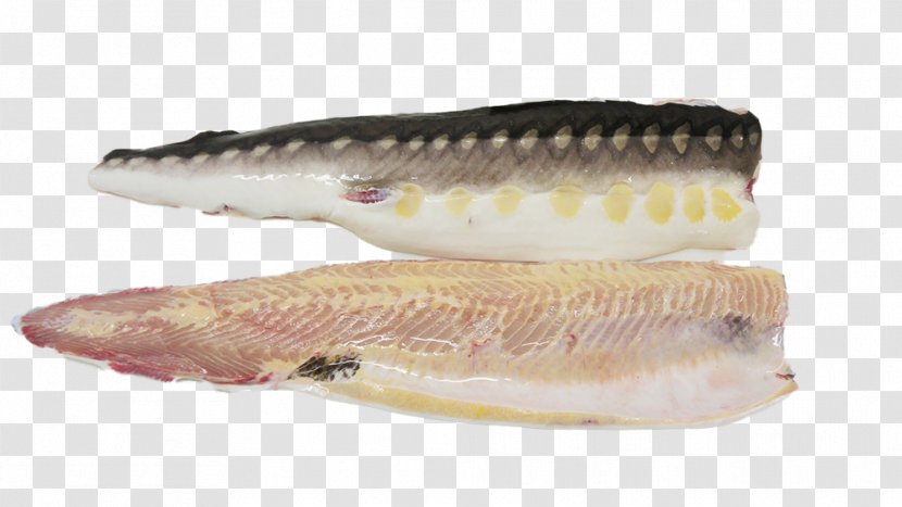 White Sturgeon Shortnose Acadian And Caviar Inc Fillet - Mackerel Transparent PNG