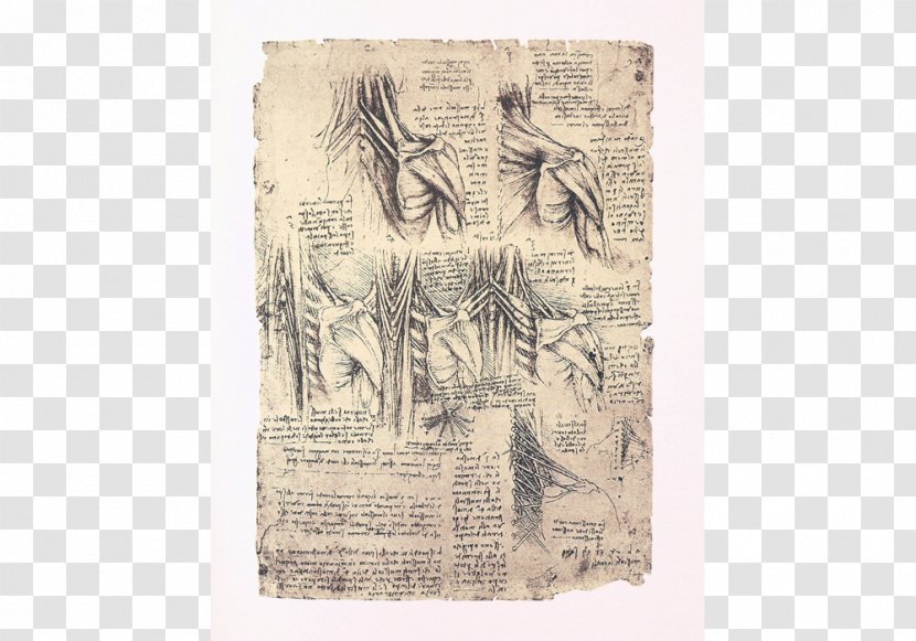 Paper Vertebral Column Leonardo Da Vinci Transparent PNG