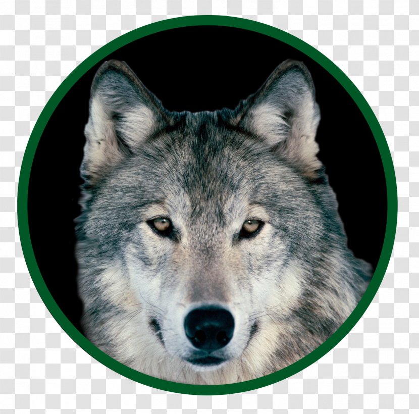 Dog Arctic Wolf Red Fox Mexican Indian - Like Mammal Transparent PNG