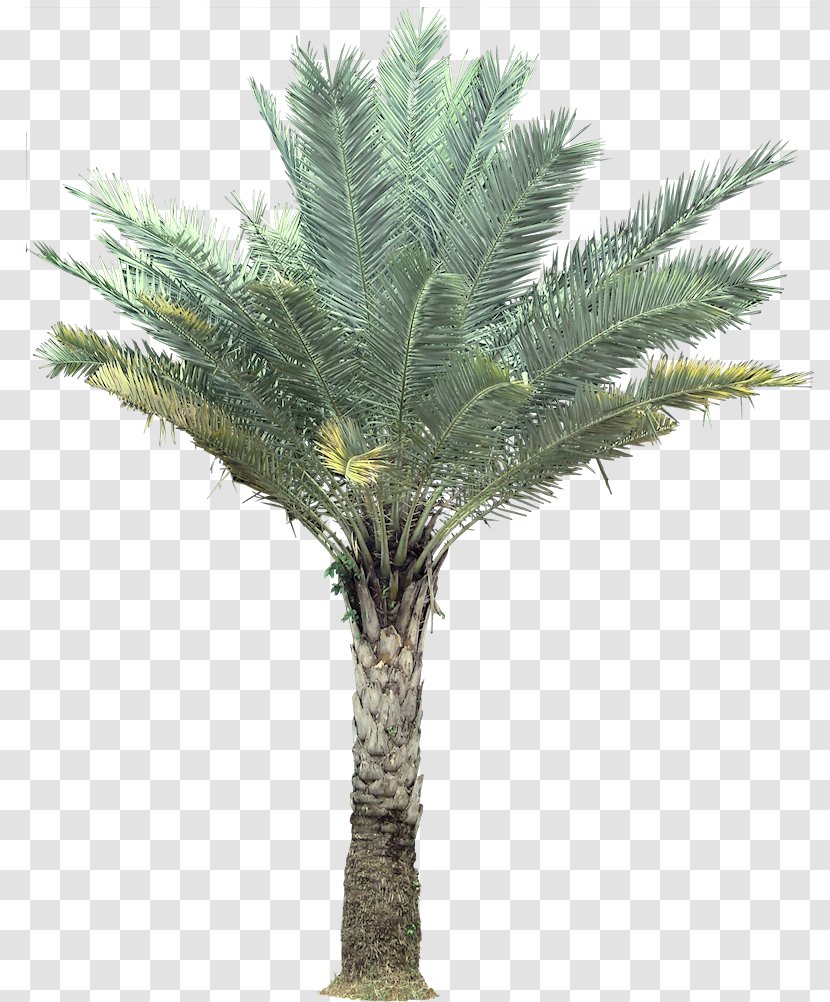 Silver Birch Arecaceae Tree Coconut - Evergreen - Palm Transparent PNG