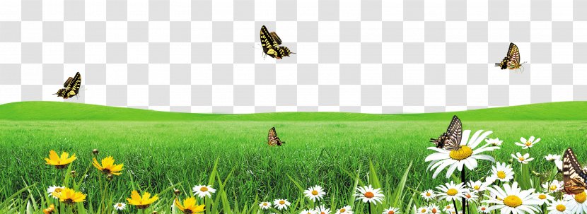 Butterfly Download Google Images - Flowering Plant - Green Grass Transparent PNG