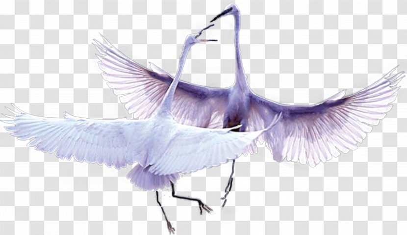 Yuewan Cygnini Bird Feather - Noble Swan Transparent PNG