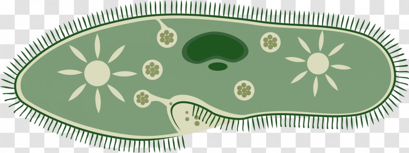 Microbiology Microorganism Clip Art - Bacteria - Biology Clipart Transparent PNG