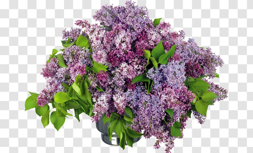 Flower Bouquet Lilac Desktop Wallpaper - Common Transparent PNG