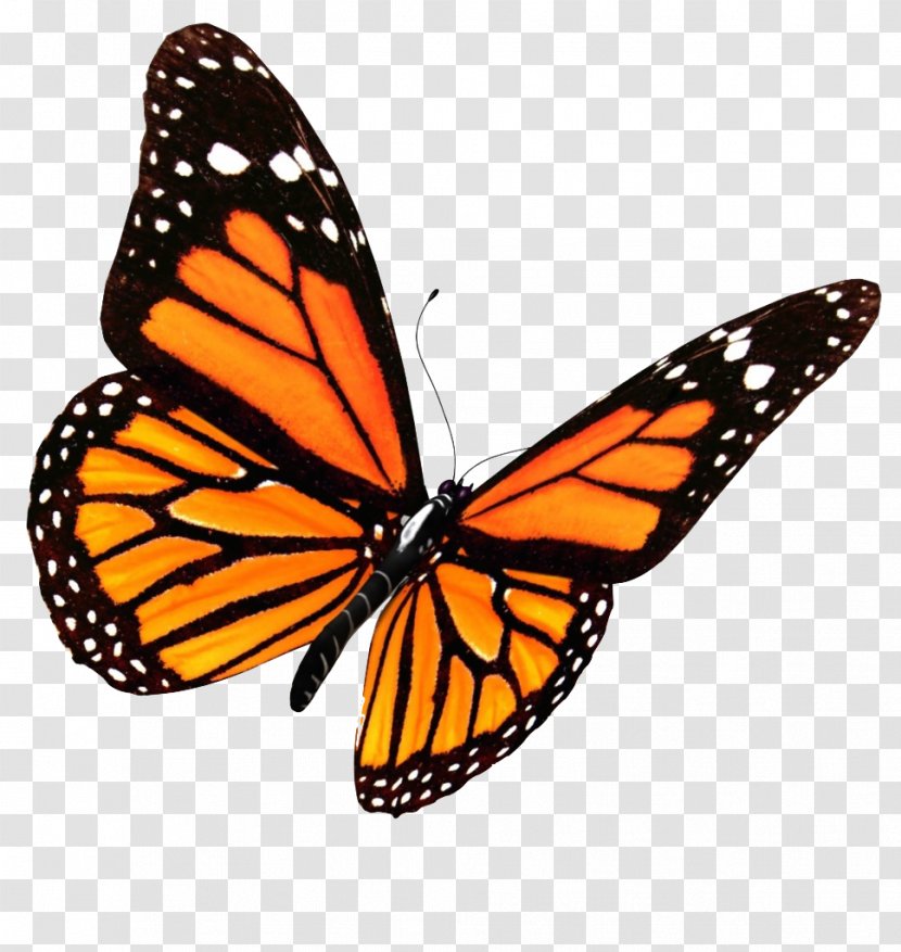 Butterfly Clip Art - Orange - Flying Butterflies Transparent Image Transparent PNG