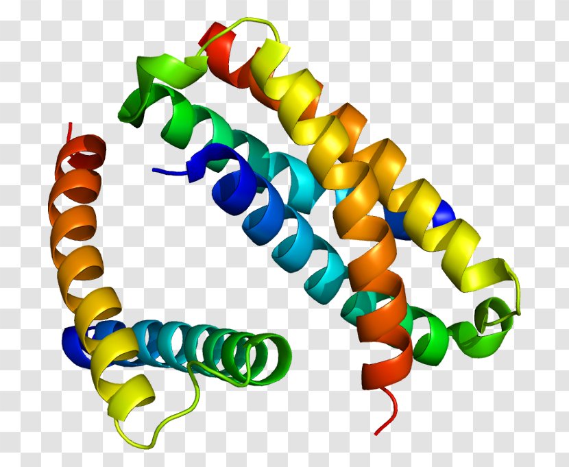 SH2B2 SH2 Domain Protein Janus Kinase 2 SH2B1 - Flower - Human Insulin Molecule Transparent PNG