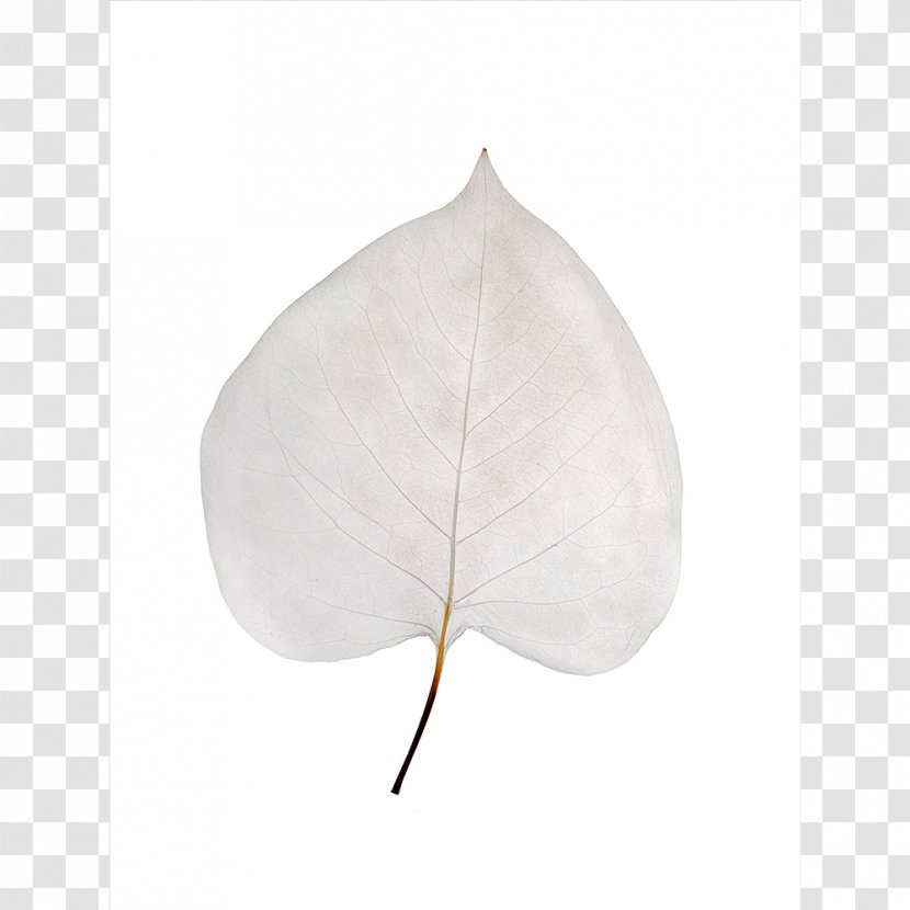 Leaf - Fragile Transparent PNG