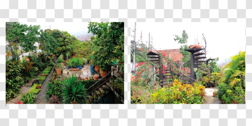 Botanical Garden Tree Rainforest Recreation - Shrub Transparent PNG