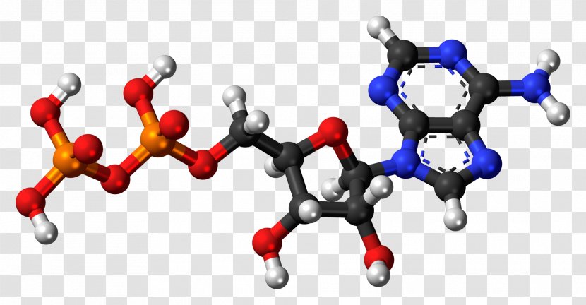 Adenosine Triphosphate Diphosphate Monophosphate Pyrophosphate - Tree - Mockups Transparent PNG