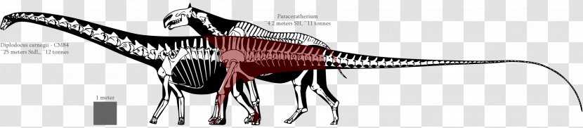 Diplodocus Tyrannosaurus Allosaurus Dinosaur Size Apatosaurus - Dinosaurs Alive - Match Land Transparent PNG