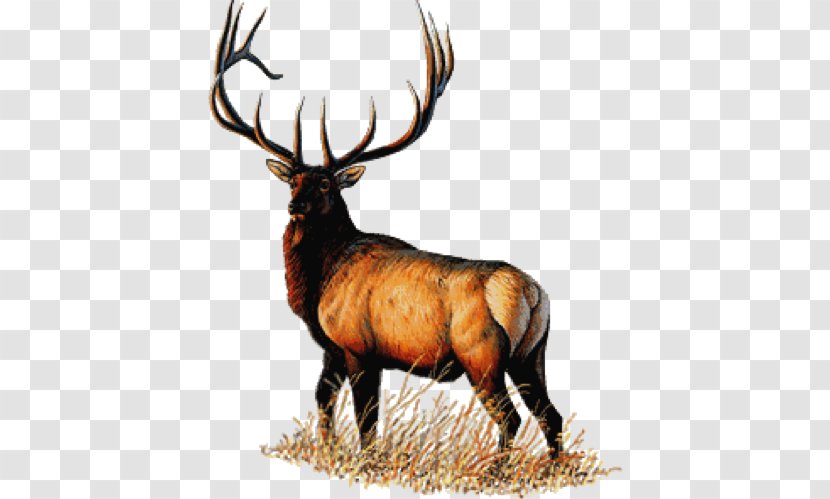 Benevolent And Protective Order Of Elks Auburn/ Webster Lodge #2118 2514 Masonic - Loyal Moose - Wildlife Transparent PNG