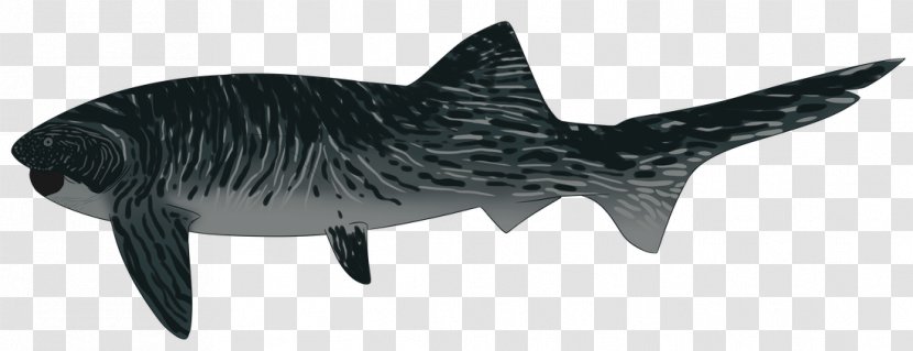 Tiger Shark Requiem Sharks Wildlife - Cartilaginous Fish - Mosasaurus Megalodon Transparent PNG