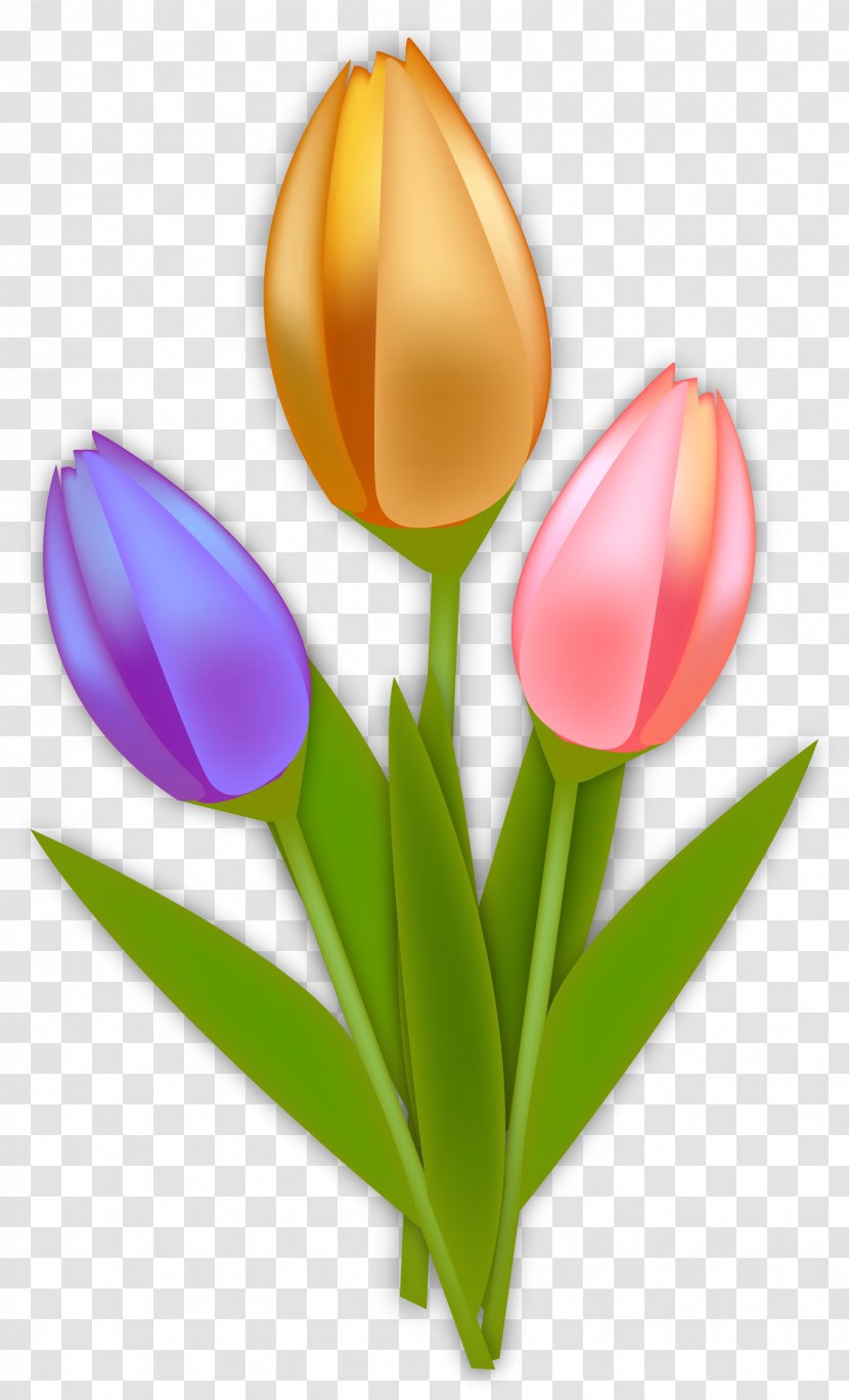 Tulip Netherlands Euclidean Vector - Flowering Plant - Hand Painted Tulips Transparent PNG