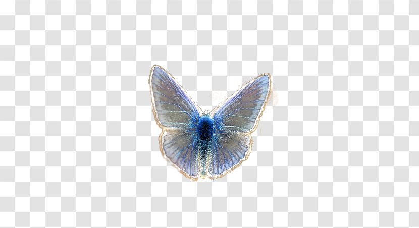 Butterfly Desktop Wallpaper Download - Blue Transparent PNG
