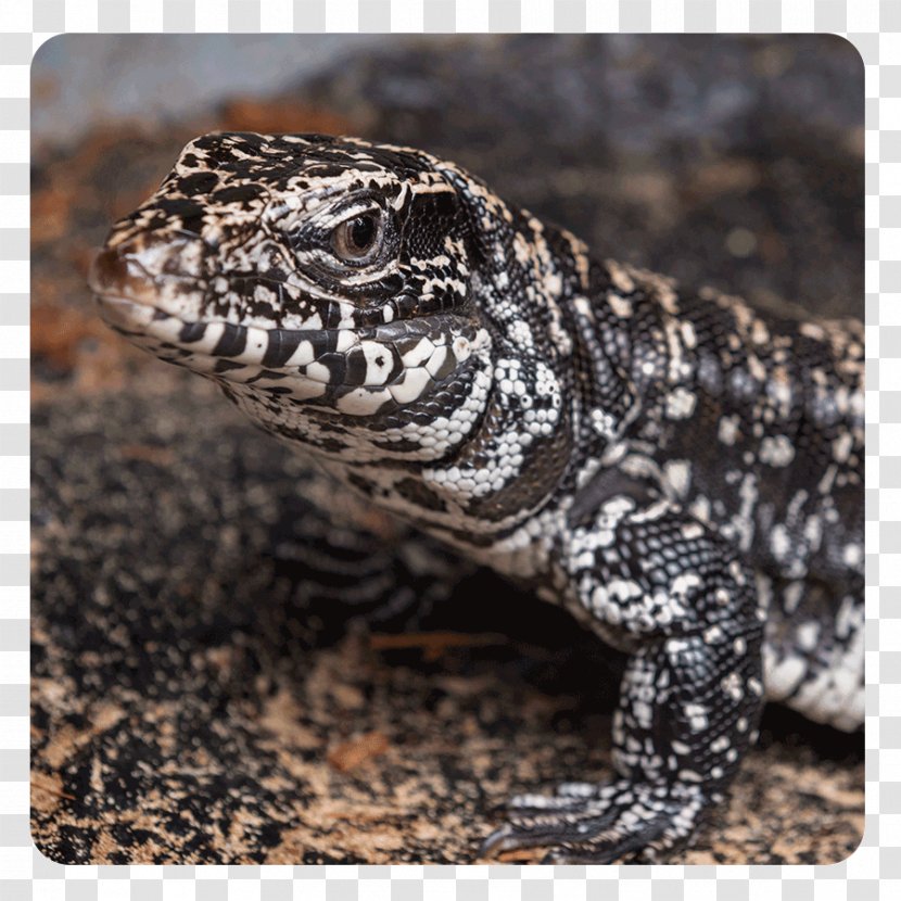 Gila Monster Terrestrial Animal Heloderma - Fauna - Seaworld Transparent PNG