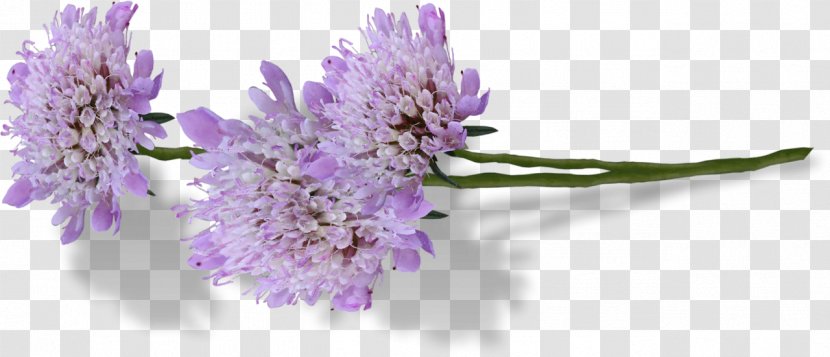English Lavender Flower Drawing - Rose Transparent PNG