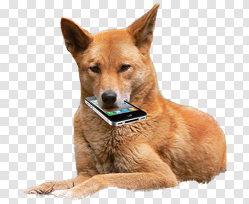 Dingoes Ate My Baby Dog Image Crying - Mobile Phones Transparent PNG
