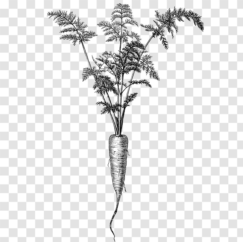 Twig Plant Stem White Flowering - Black And Transparent PNG