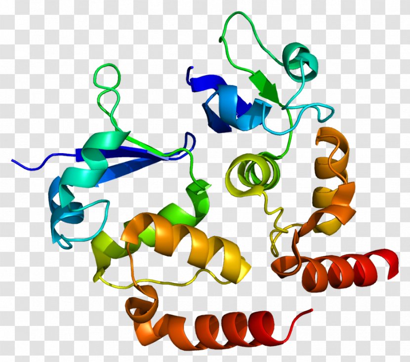 Human Genome Project KCND3 Voltage-gated Potassium Channel Cardiac Transient Outward Current Action Potential - Heart - Tree Transparent PNG