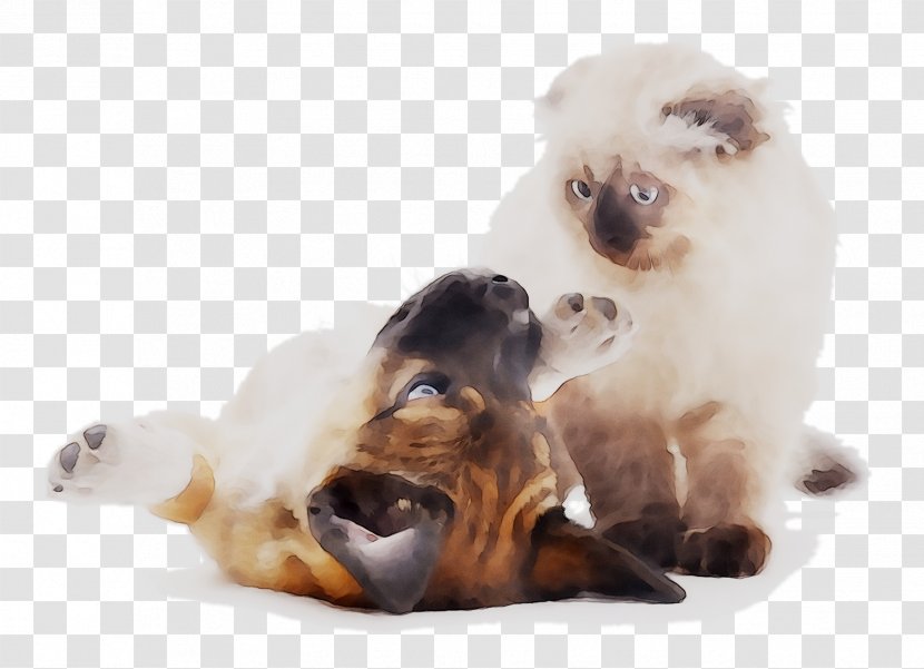 Dog Snout Whiskers Birman Animal - Puppy - Breed Transparent PNG