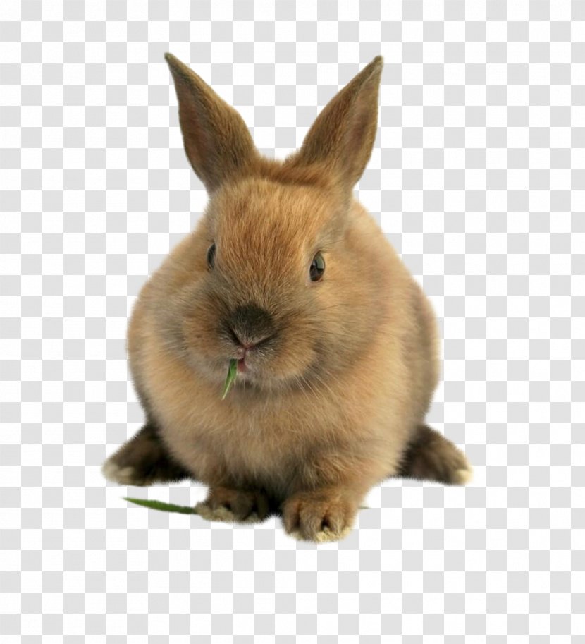 Domestic Rabbit Easter Bunny Lionhead Pet Sitting Hare - Breed - Cat Transparent PNG