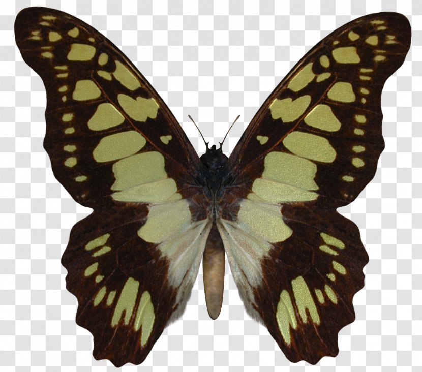 Swallowtail Butterfly AUREUS Butterflies & Insects Battus Polydamas - Stock Photography - Butterflay Transparent PNG