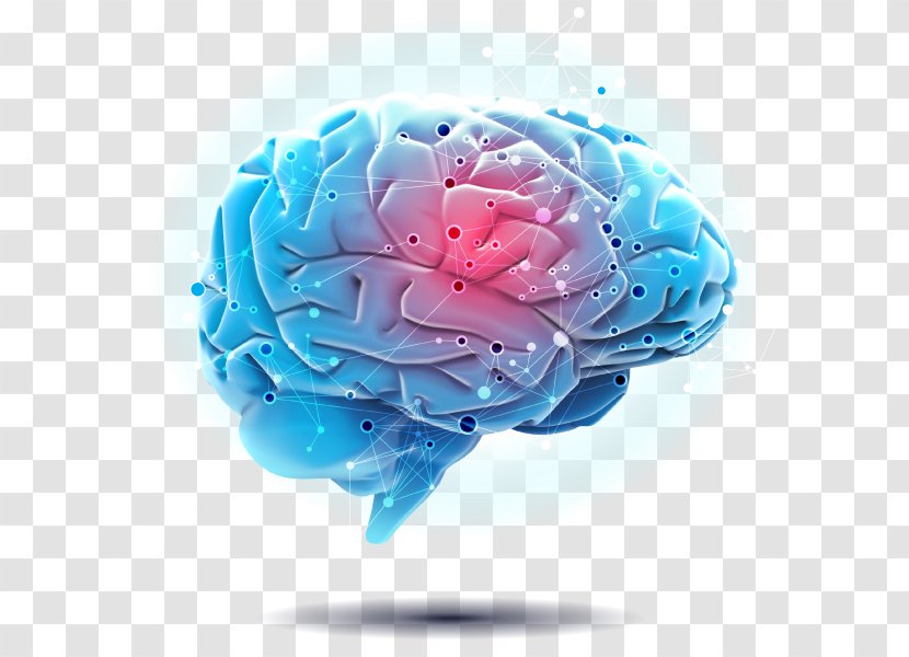 Engaging The Rewired Brain Autonomic Nervous System Psychology - Information - Function Transparent PNG
