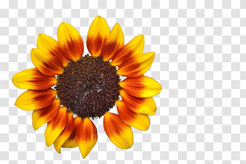 Common Sunflower Seed Photography Daisy Family Transparent PNG