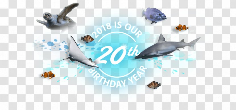 Clearwater Marine Aquarium Biology Logo Fish - Artwork - Desktop Aquariums Shark Transparent PNG