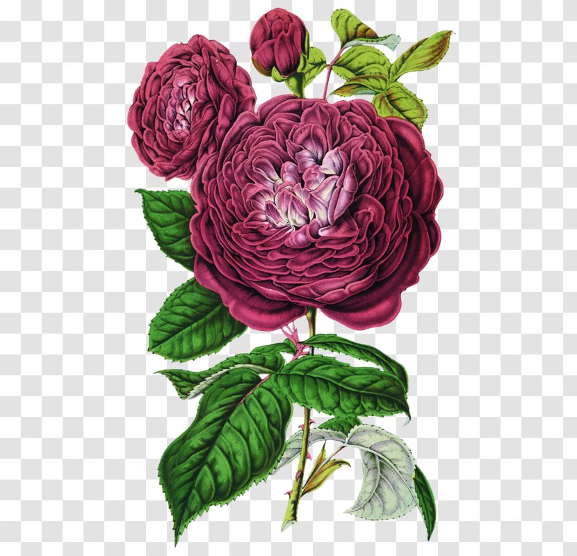 Botanical Illustration Botany Choix Des Plus Belles Fleurs Rose - Art Transparent PNG