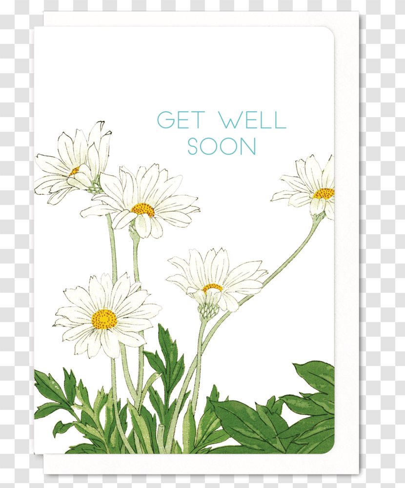 Common Daisy Paper Art Floral Design Flower - Chamaemelum Nobile - Get Well Soon Transparent PNG