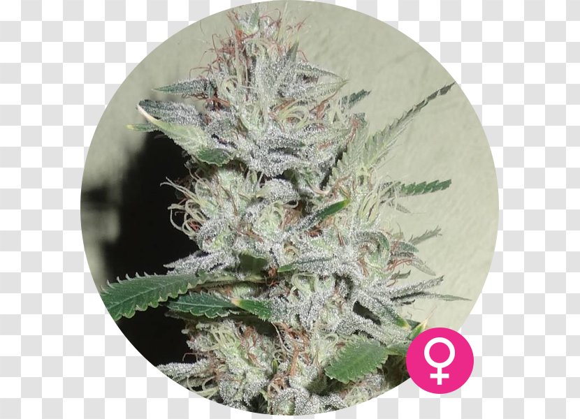 Cannabis Northern Lights White Widow Seed Cannabaceae - Species - Power Plants Transparent PNG