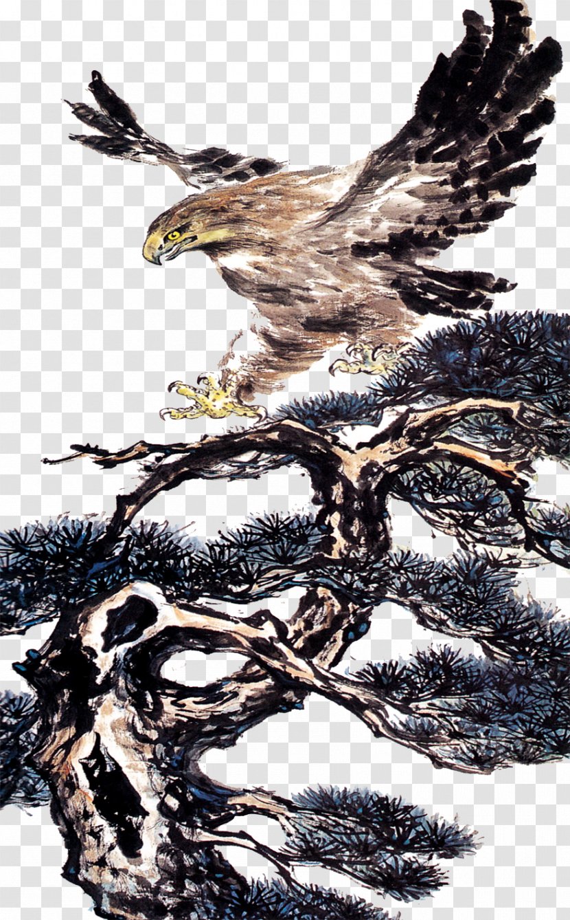Bald Eagle Hawk Illustration - Feather Transparent PNG
