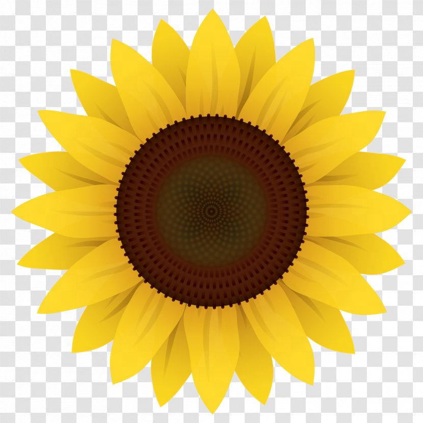 Common Sunflower Clip Art - Vector Transparent PNG
