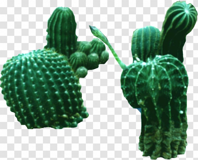 Cactaceae Nopal Green Tree - Organism - A Plurality Of Prickly Pear Transparent PNG