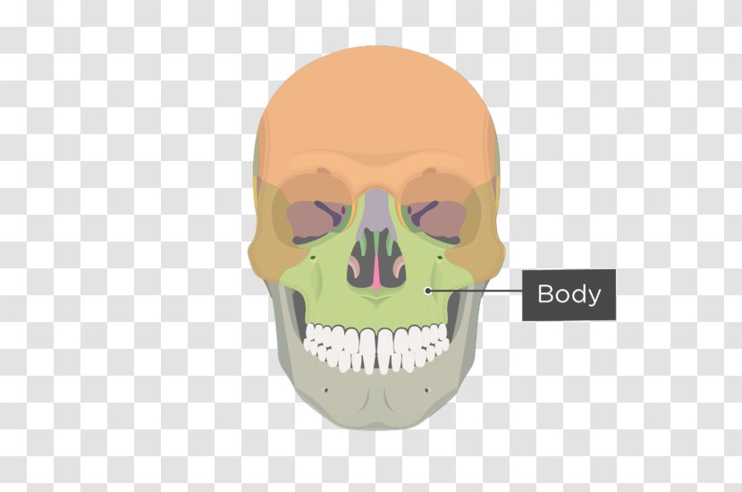 Maxilla Zygomatic Bone Process Sphenoid - Upward Extension Transparent PNG