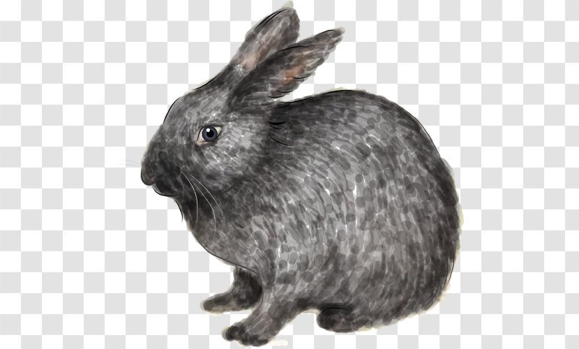 Domestic Rabbit Hare European Image Transparent PNG