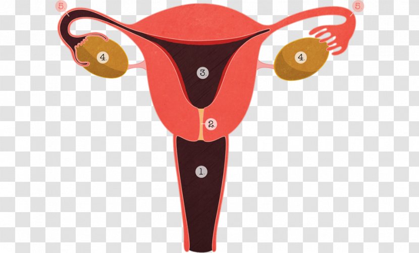 Menopause Female Reproductive System Endometriosis Gynaecology - Heart - Tree Transparent PNG