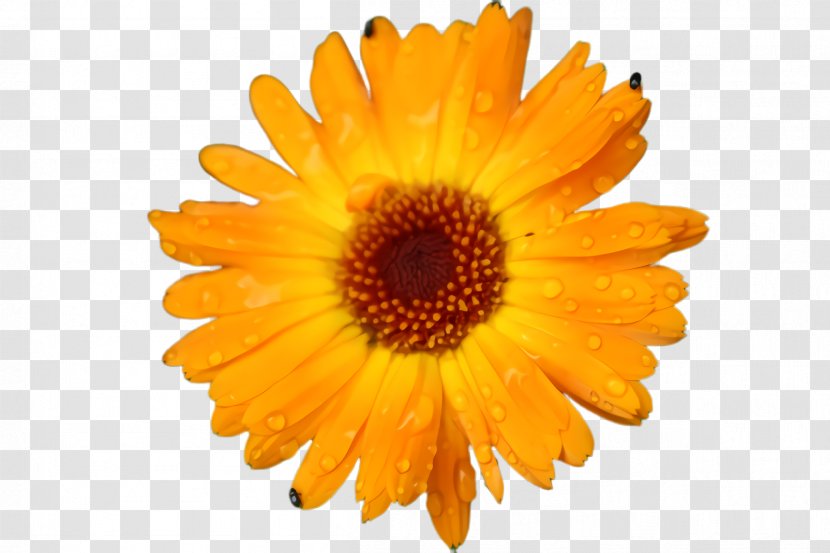 Flowers Background - Pot Marigold - Perennial Plant Wildflower Transparent PNG